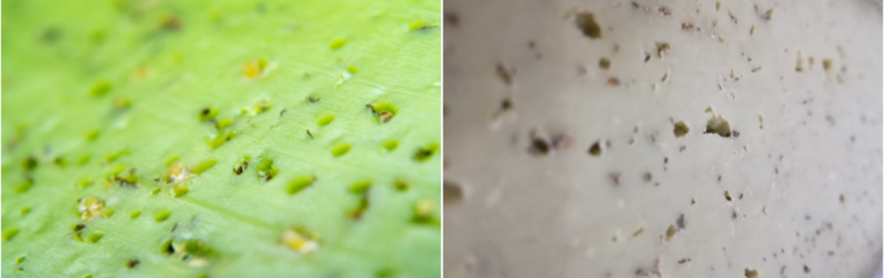 Avec ou sans additifs chimiques