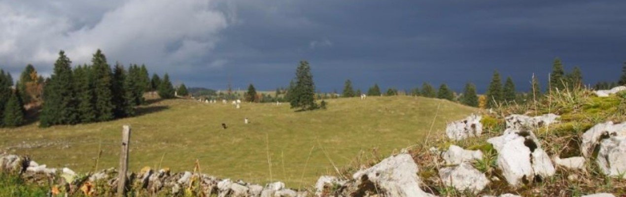fromages de montagne