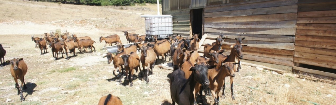 producteurs fermiers