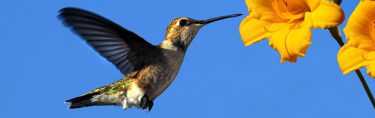 Colibri