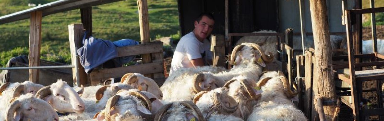 Etre berger selon L'Art de la Fromagerie