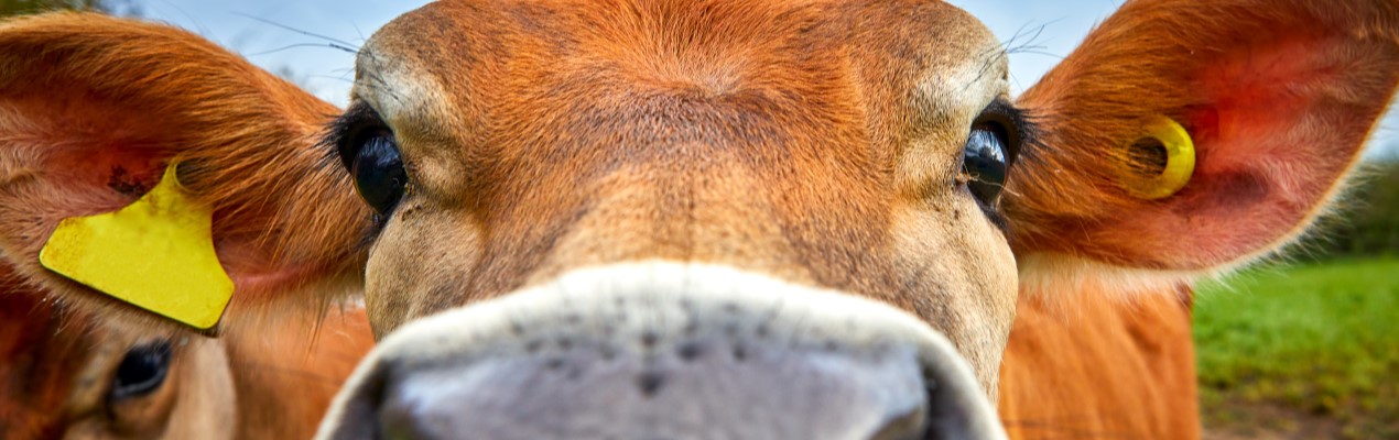 vache jersiaise
