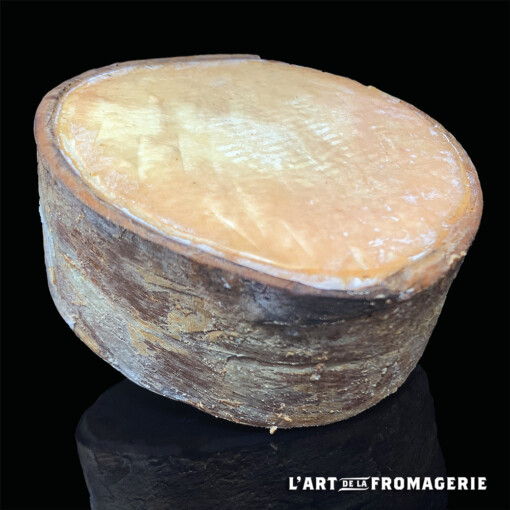 Sanglée de chèvre